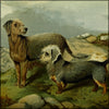 Illustrated Book of the Dog 1881 - Charles B. Barber (1845-1894) - 28 images