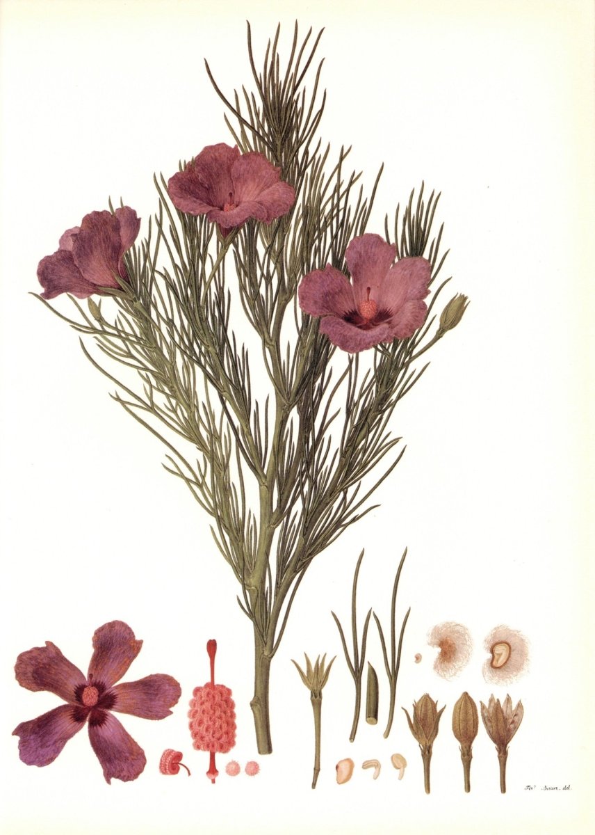 Botanical Prints 40 High Resolution Images | Dimensions 6336 x 8880 pixels