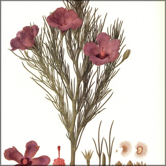 Digital Download - 1 image