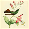 Histoire Naturelle des Oiseaux-Mouches 1874-6 - Louis Victor Bevalet (1808-1887) - 120 images