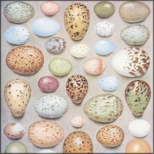 Digital Download - 1 image