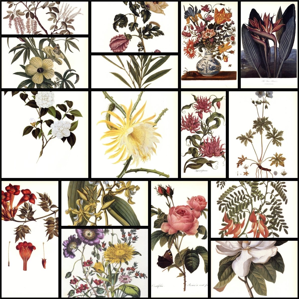 Botanical Prints 40 High Resolution Images | A snapshot of some of the images