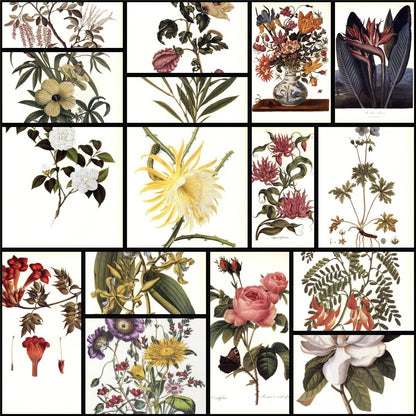 Botanical Prints 40 High Resolution Images | A snapshot of some of the images