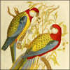 Birds of Australia 1890 - Gracius Broinowski (1837-1913) - 303 images