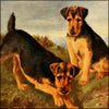 New Book of the Dog, The 1911 - Maud Earl, Lilian Cheviot et al - 21 images