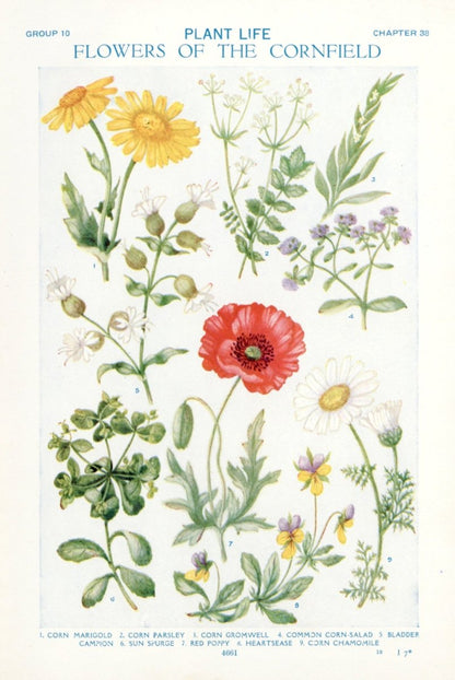 Hilda M. Coley Public Domain Images to Download | Dimensions 3672 x 5490 pixels