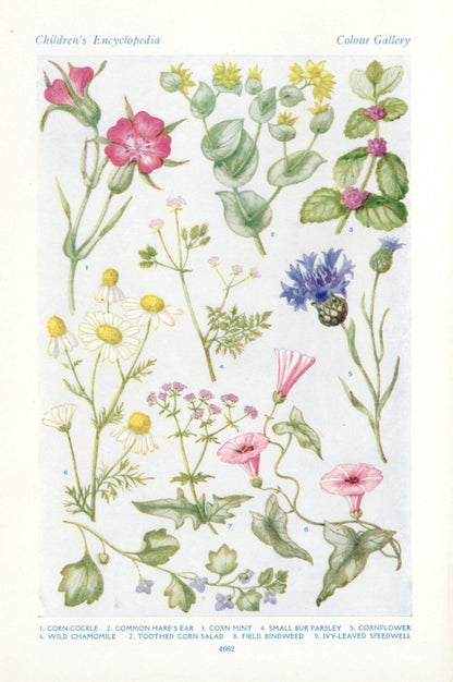 Hilda M. Coley Public Domain Images to Download | Dimensions 3712 x 5584 pixels