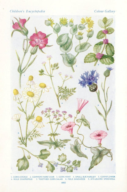 Dimensions 3712 x 5584 pixels