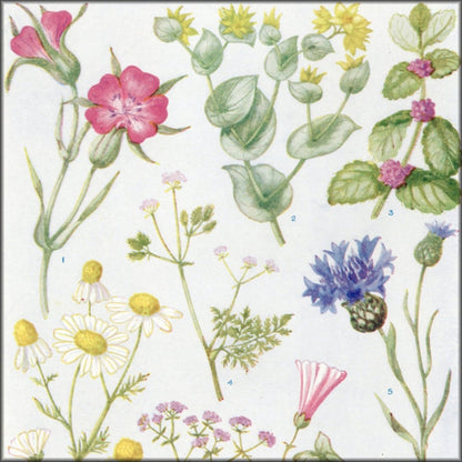 Digital Download - 1 image