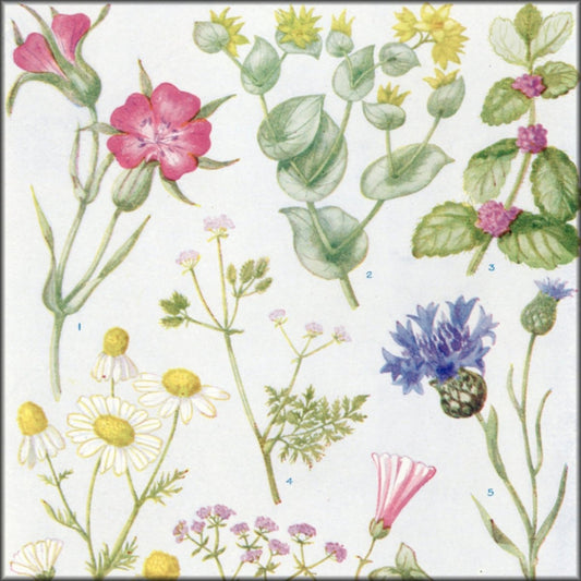 Digital Download - 1 image