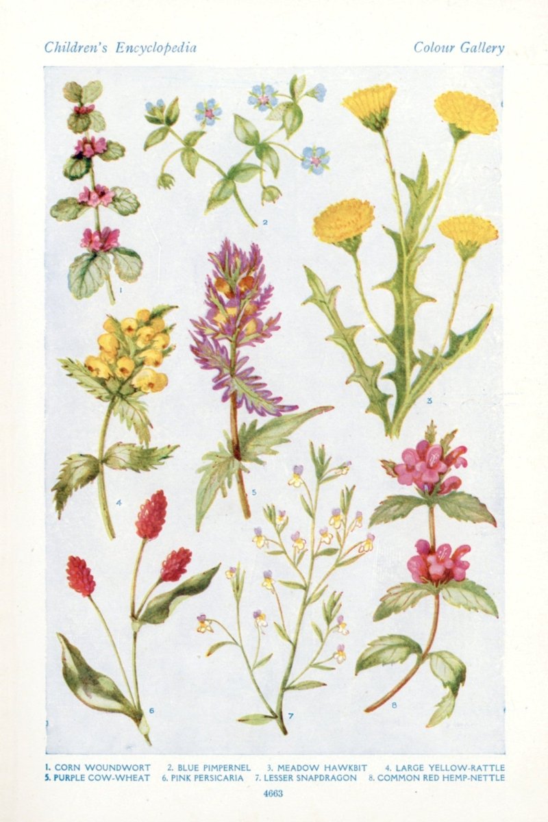 Hilda M. Coley Public Domain Images to Download | Dimensions 3663 x 5490 pixels