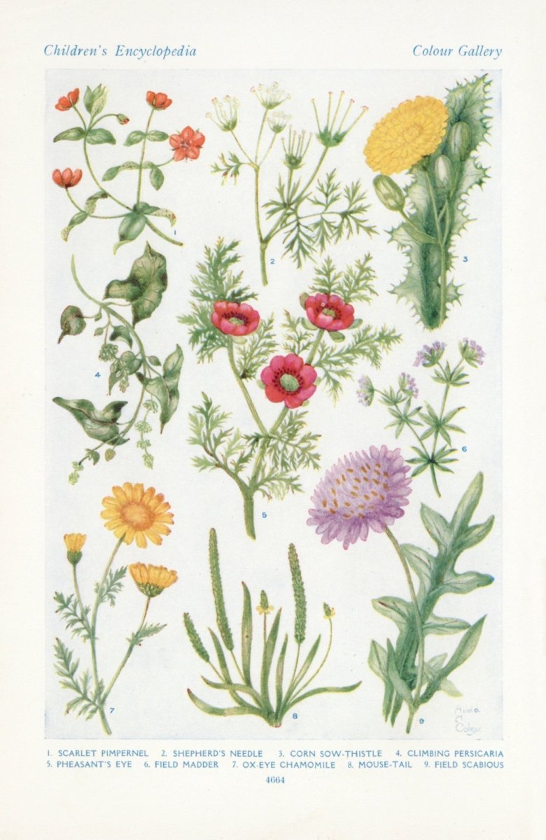 Hilda M. Coley Public Domain Images to Download | Dimensions 3668 x 5642 pixels