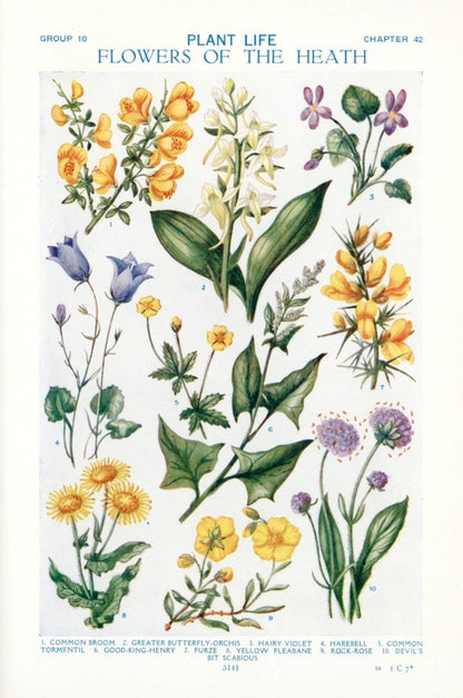 Hilda M. Coley Public Domain Images to Download | Dimensions 3681 x 5553 pixels