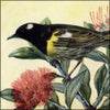 New Zealand Birds 1925 - Lily Daff (1885-1945) - 18 images
