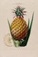 Blumen Amerika Pl04 Etienne Denisse