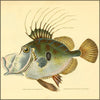 Natural History of British Fishes, The 1802-08 - Edward Donovan (1768-1837) - 92 images