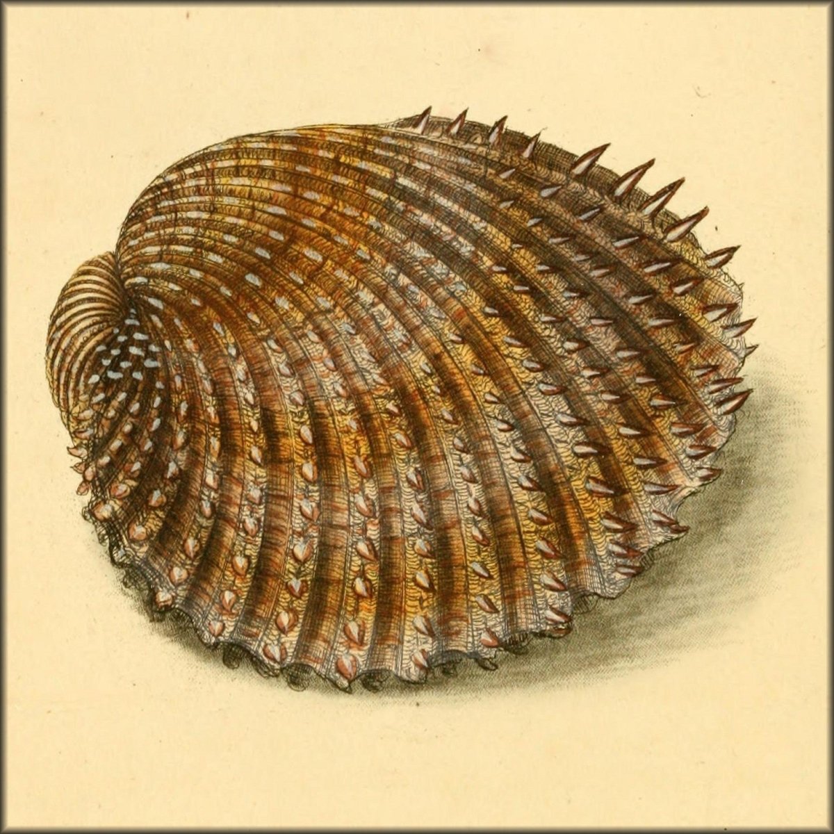 Historical Shells Natural History of British Shells V1 1804 - Edward Donovan (1768-1837)