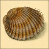 Natural History of British Shells, The v.1 1804 - Edward Donovan (1768-1837) - 36 images