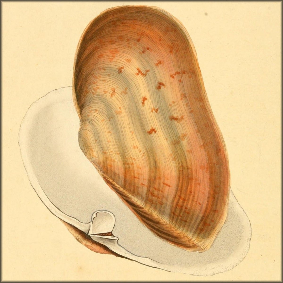 Historical Shells Natural History of British Shells V3 1804 - Edward Donovan