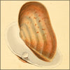 Natural History of British Shells, The v.3 1804 - Edward Donovan (1768-1837) - 36 images