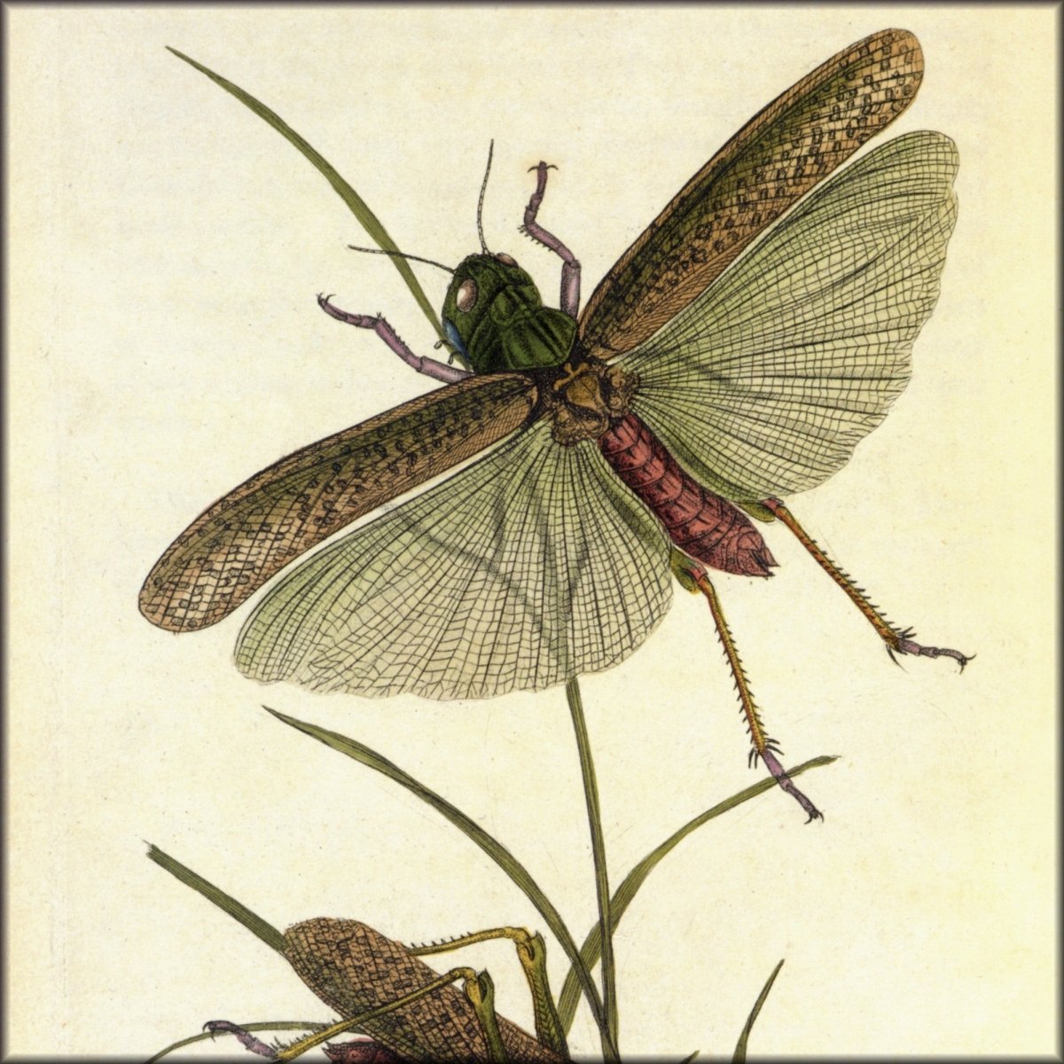 Digital Download - 1 image
