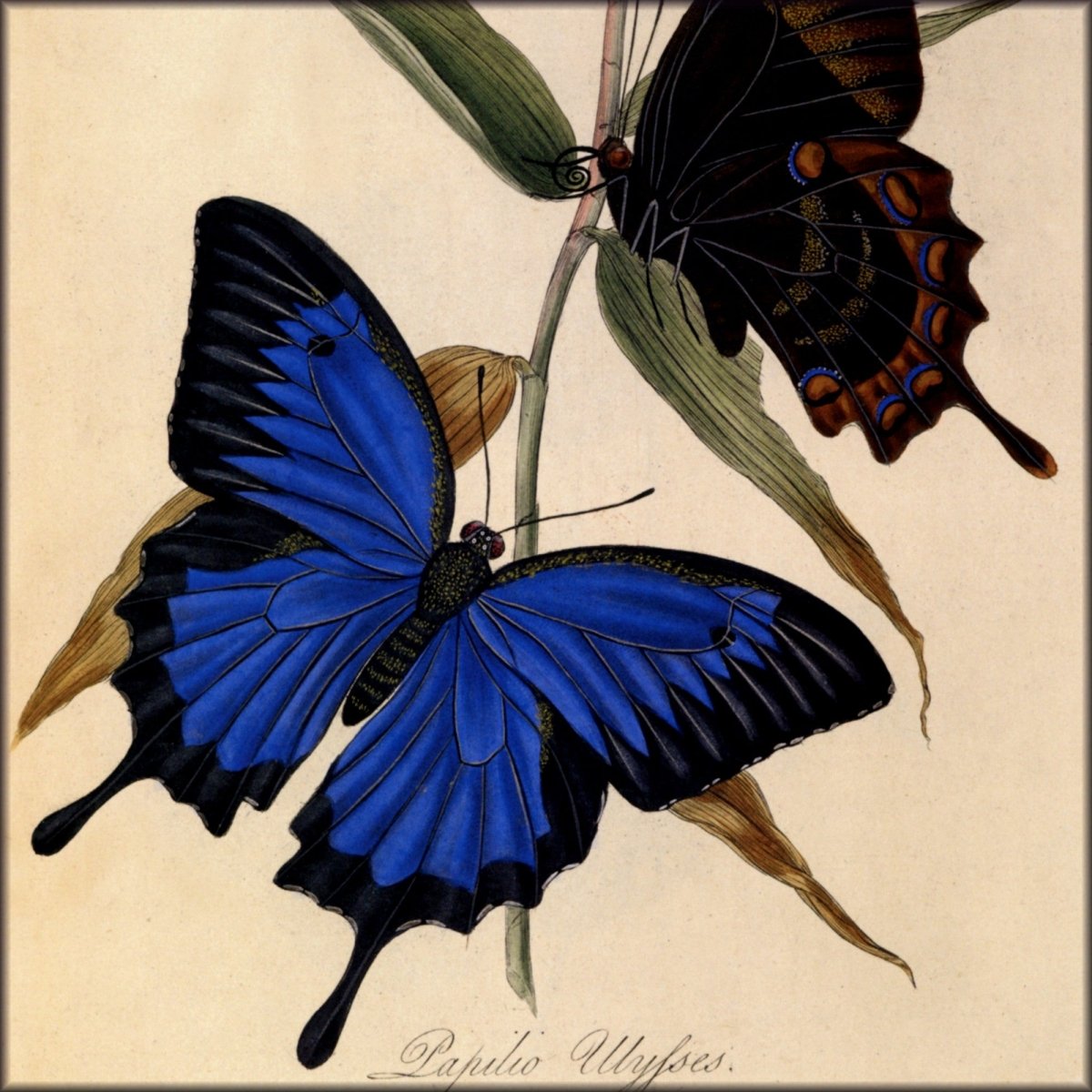 Digital Download - 1 image