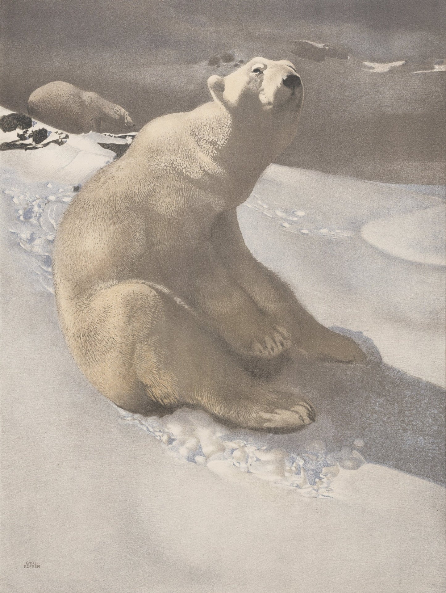 Animals in the Snow - 101 High Resolution Images | Dimensions 3318 x 4410 pixels