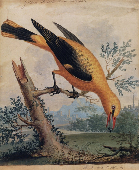 Dimensions 4374 x 5319 pixels