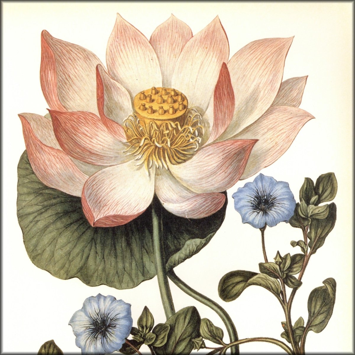 Digital Download - 1 image