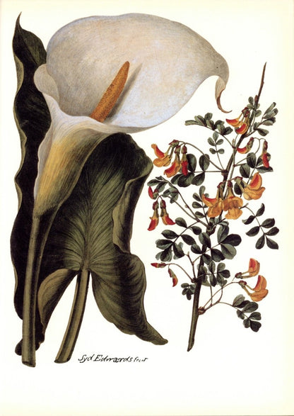 Botanical Prints 40 High Resolution Images | Dimensions 6348 x 8964 pixels