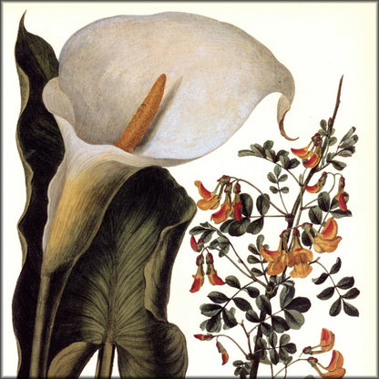 Digital Download - 1 image