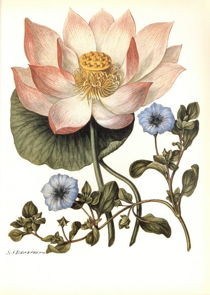 Botanical Prints 40 High Resolution Images | Dimensions 6360 x 8928 pixels
