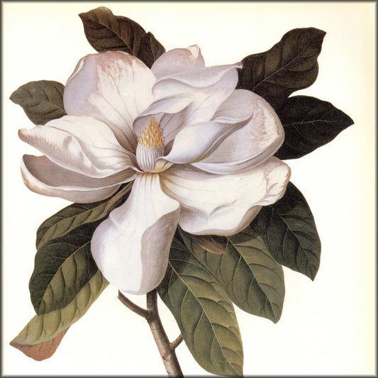 Digital Download - 1 image