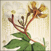 Illustrations of Himalayan Plants 1855 - Walter Hood Fitch (1817-1892) - 24 images