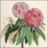 Rhododendrons of Sikkim-Himalaya, The 1849 - Walter Hood Fitch (1817-1892) - 30 images