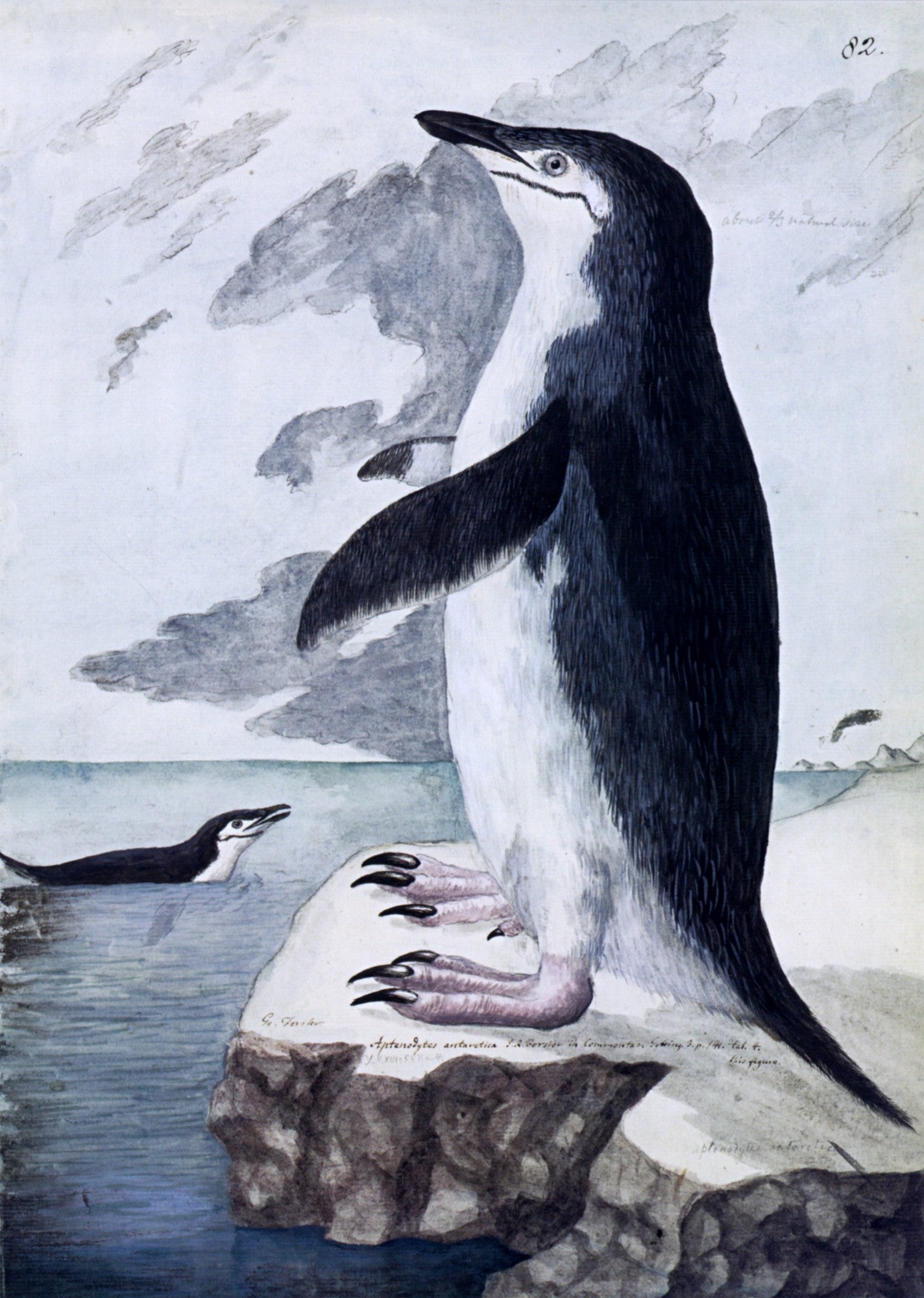 Animals in the Snow - 101 High Resolution Images | Dimensions 4250 x 5970 pixels