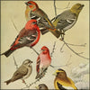 Birds of Massachusetts 1925 - Louis A. Fuertes (1874-1927) - 60 images