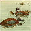 Natural History of the Ducks, A v.1, 2 & 3 1922-1925 - Benson, Brooks, Fuertes - 52 images