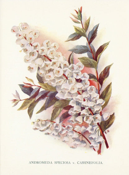 Dimensions 3740 x 5080 pixels