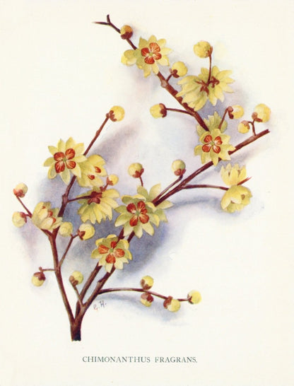 Dimensions 3872 x 5080 pixels