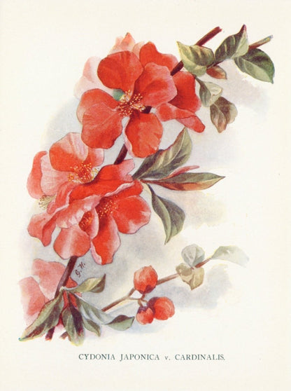 Dimensions 3753 x 5031 pixels