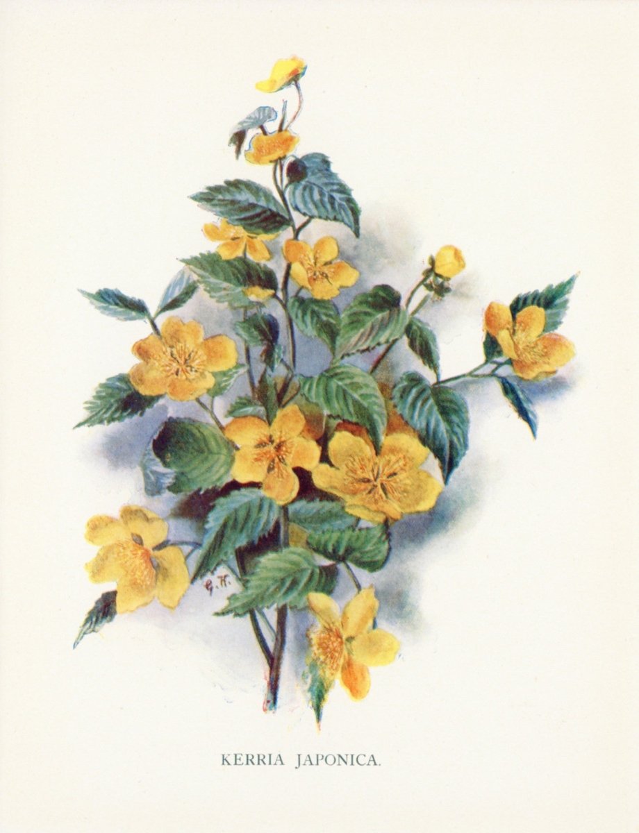 Dimensions 3870 x 5049 pixels