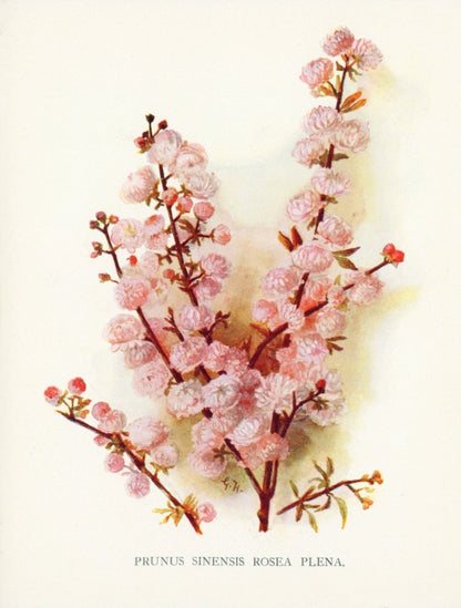 Dimensions 3872 x 5104 pixels