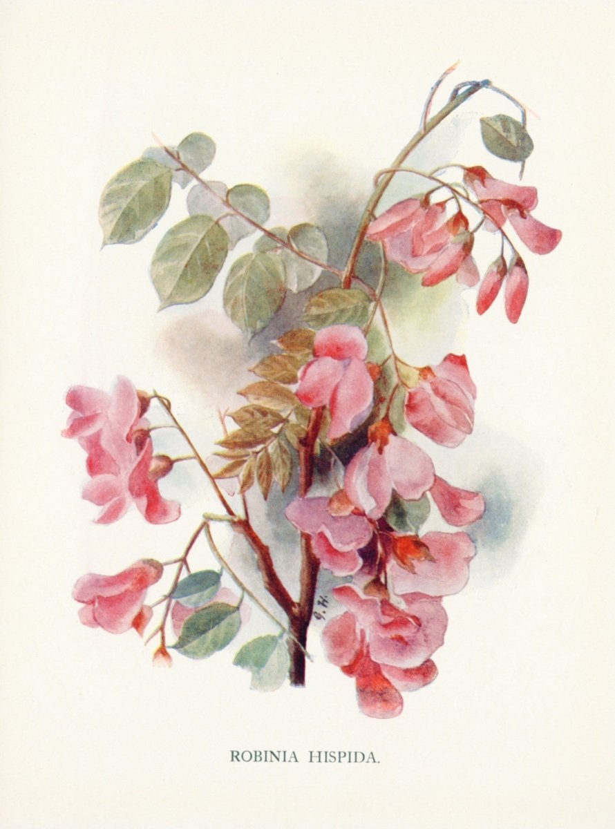 Dimensions 3756 x 5064 pixels