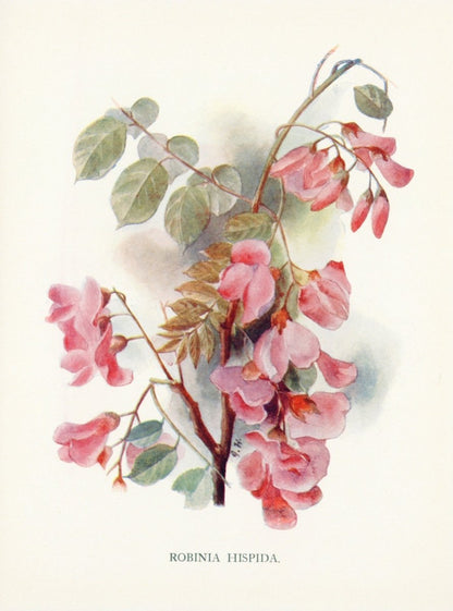 Dimensions 3756 x 5064 pixels