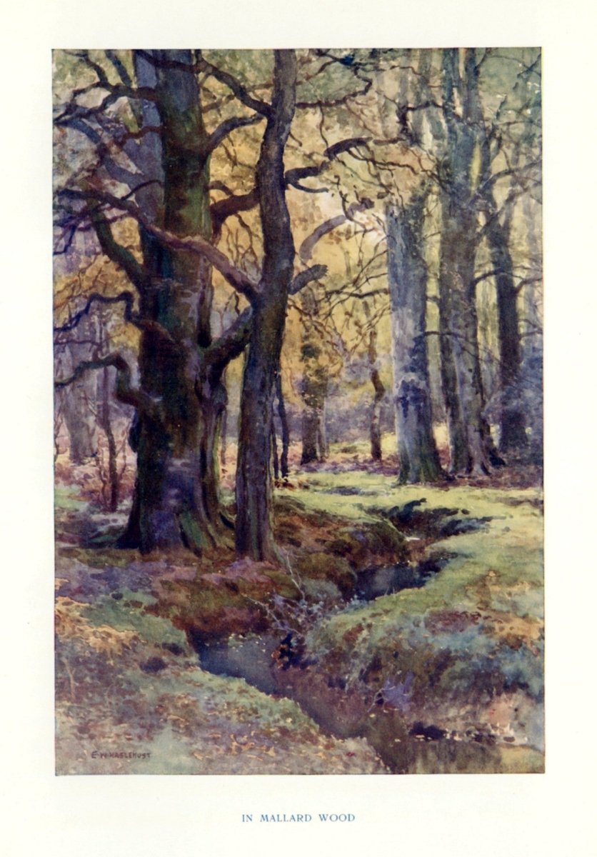 Dimensions 3224 x 4624 pixels