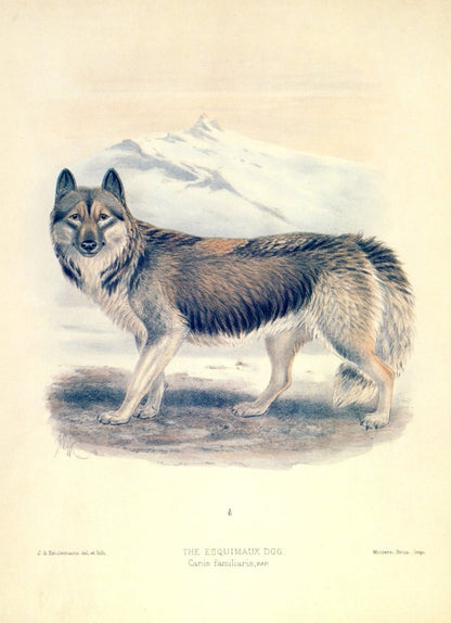 Dimensions 5100 x 7044 pixels