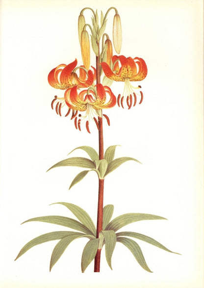 Botanical Prints 40 High Resolution Images | Dimensions 6325 x 8932 pixels