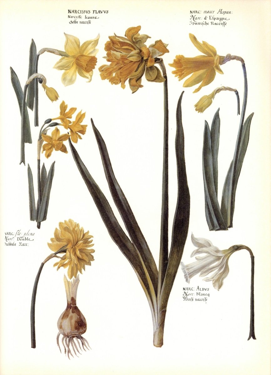 Dimensions 6457 x 8943 pixels