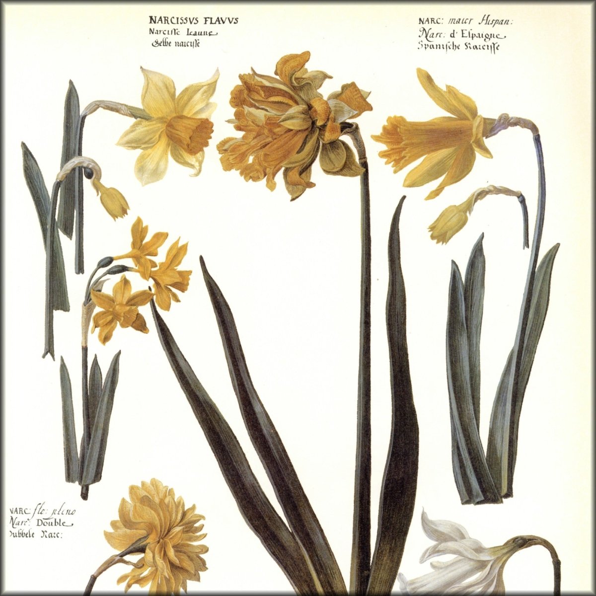 Digital Download - 1 image